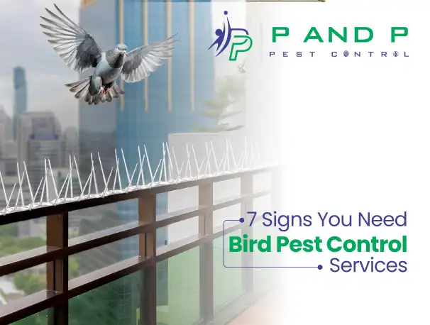 signs you need bird pest control