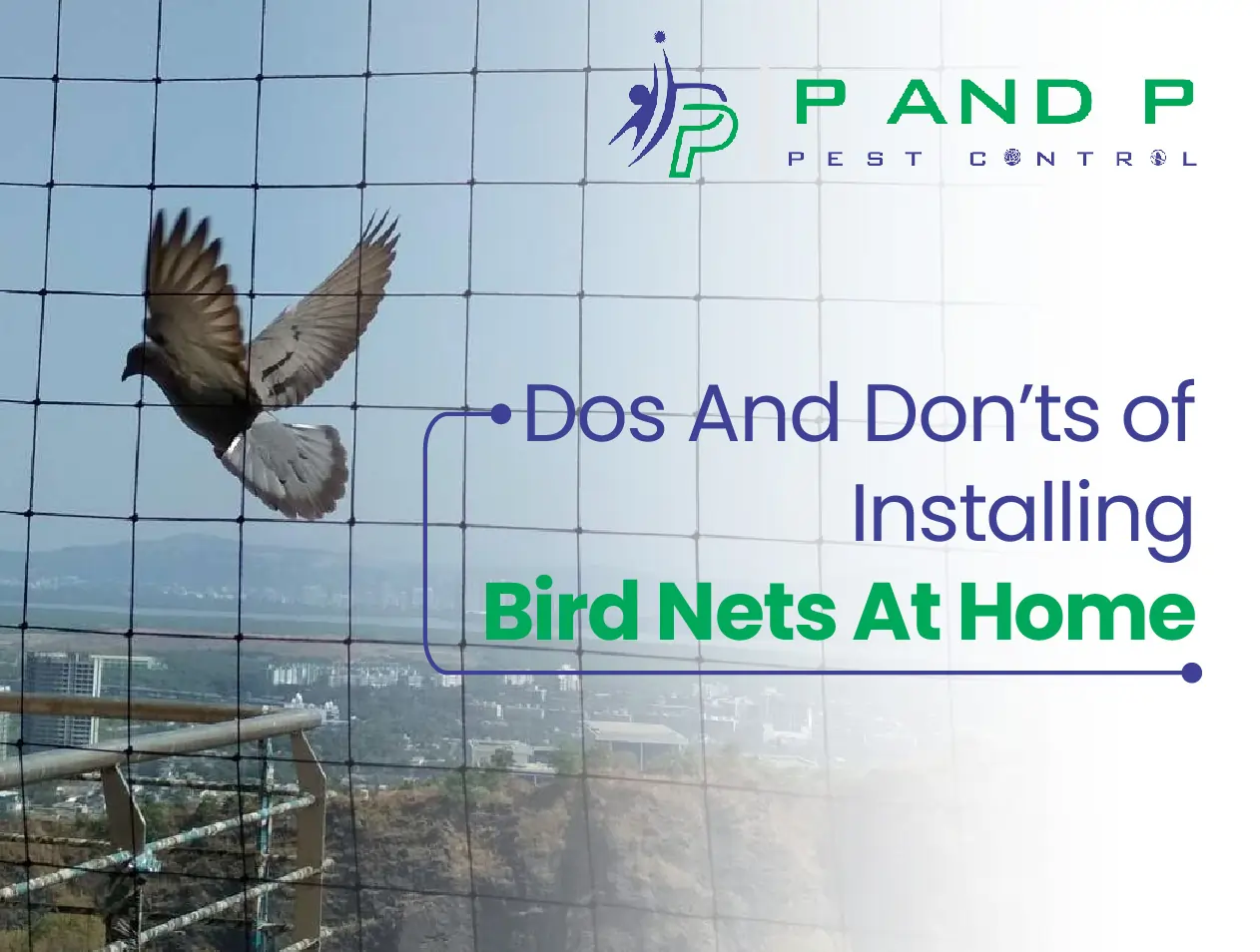 dos and don’ts of installing bird nets at home