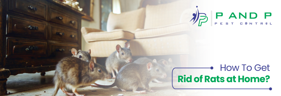 How To Get Rid of Rats At Home