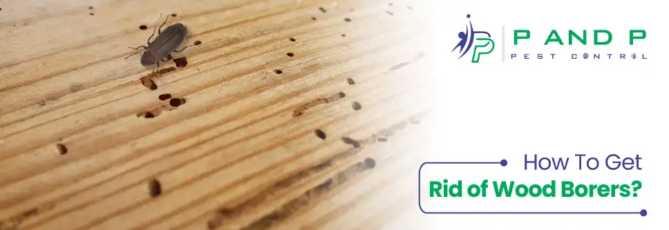 how to get rid of wood borers