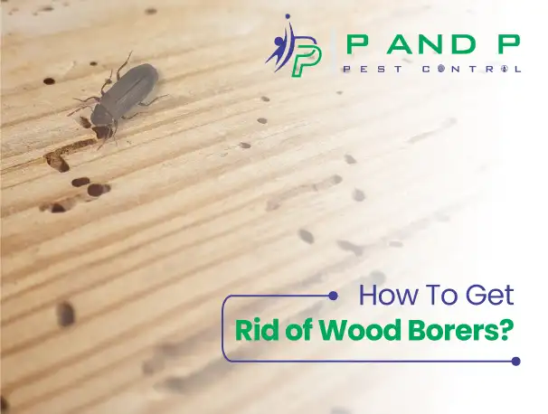 how to get rid of wood borers