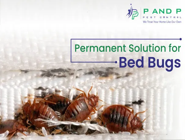 permanent solution for bed bug