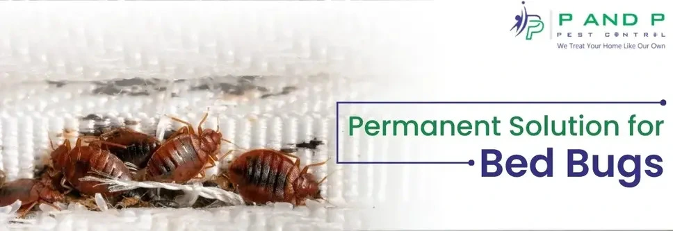 permanent solution for bed bugs