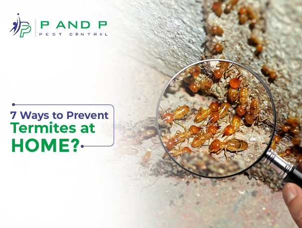 ways to prevent termites at home